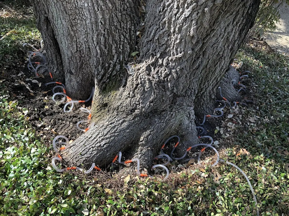 Detailed Tree Cabling and Bracing job site in Rodney